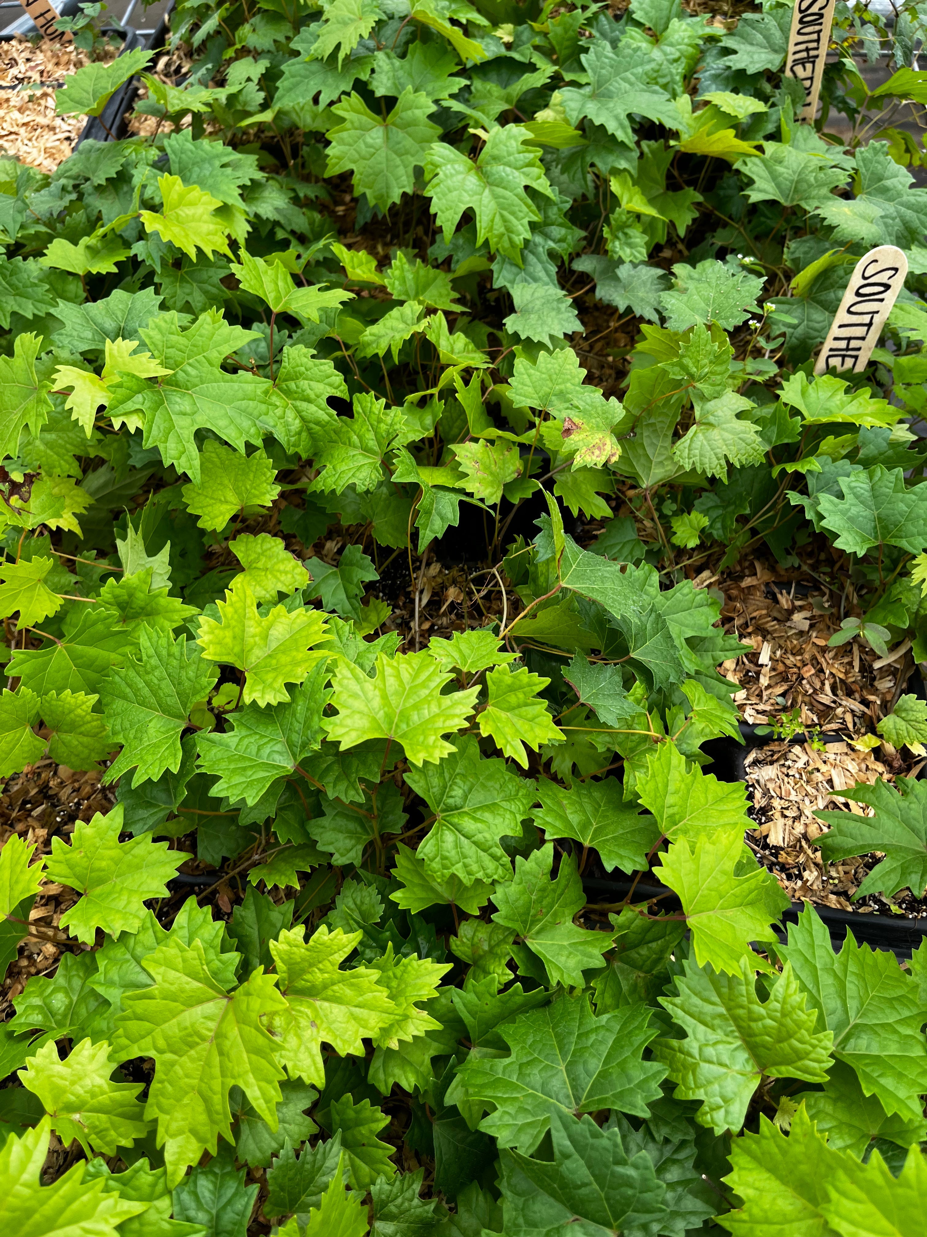 Grape 'Southern Home' (Vitis rotundifolia x Vitis vinifera)