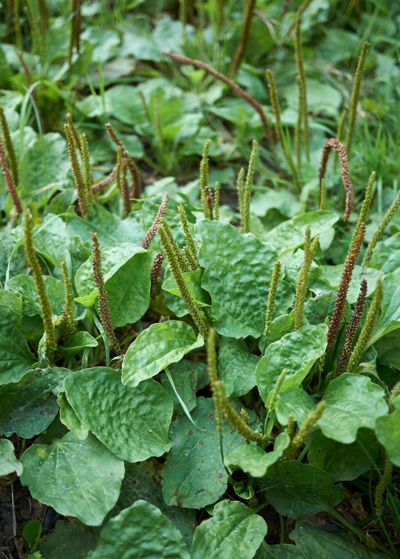 Sweet Plantain Herb, Broadleaf (Plantago major)