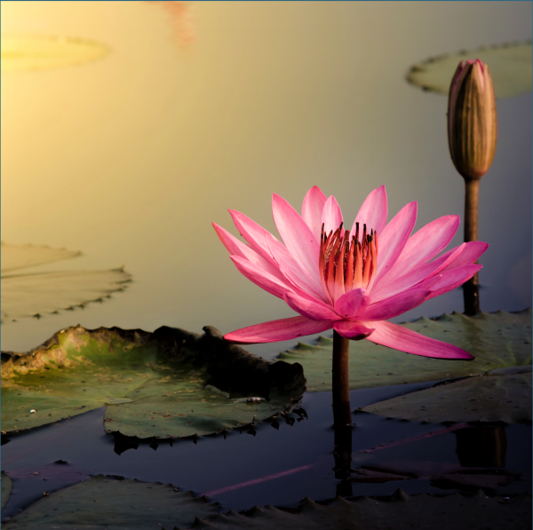 Divine Essential Sleep Oil™ – Nighttime Calm + Botanical Dream Support