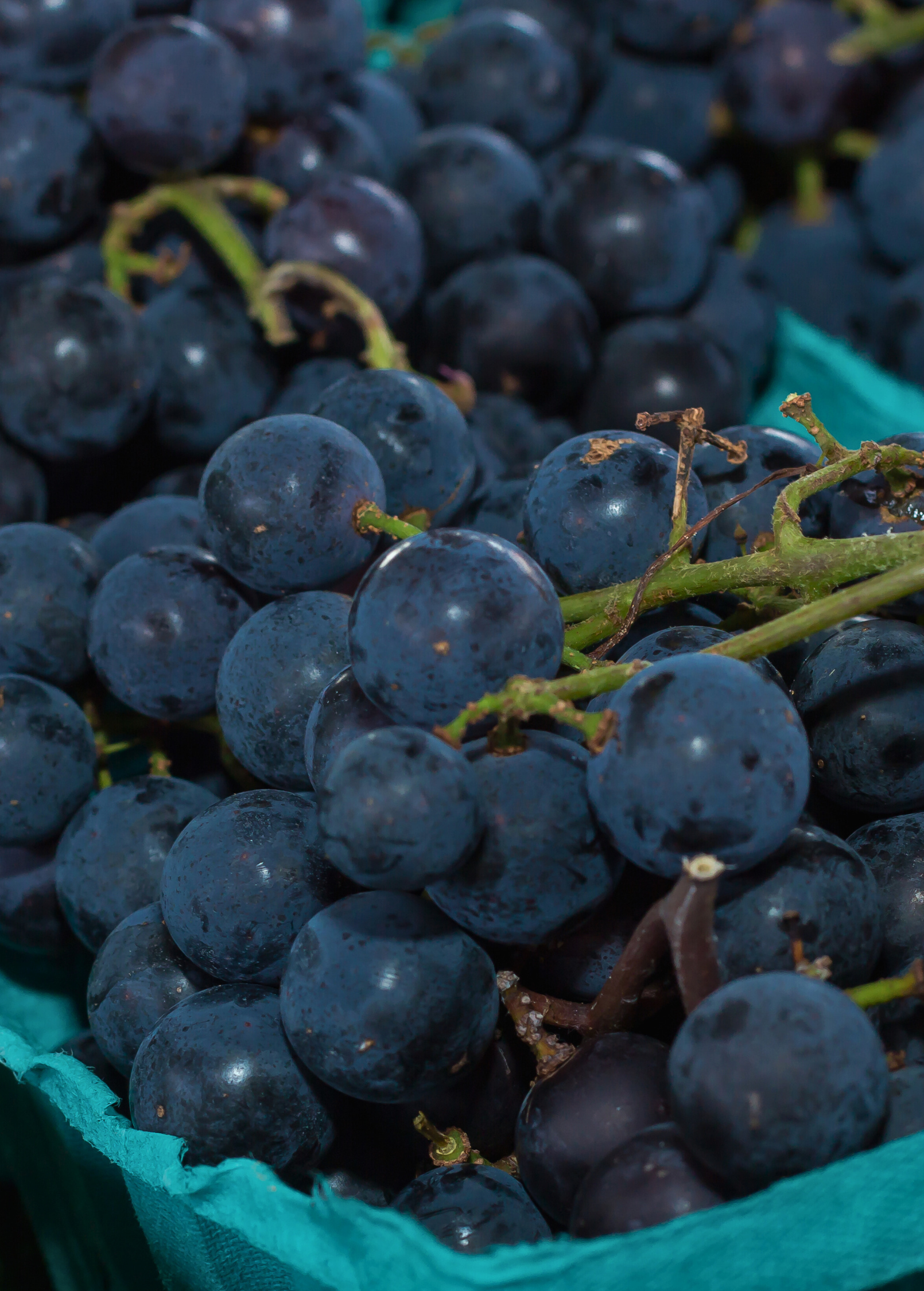 Grape 'Southern Home' (Vitis rotundifolia x Vitis vinifera)